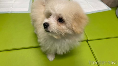 成約済の兵庫県のポメマル:ポメラニアン×マルチーズ-343421の6枚目